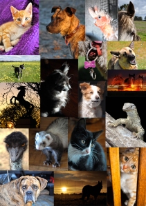pet portraits collage web pic